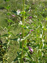 showy penstemon